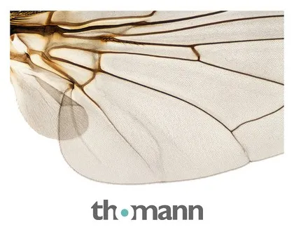Shapingwaves Insects & Swarms