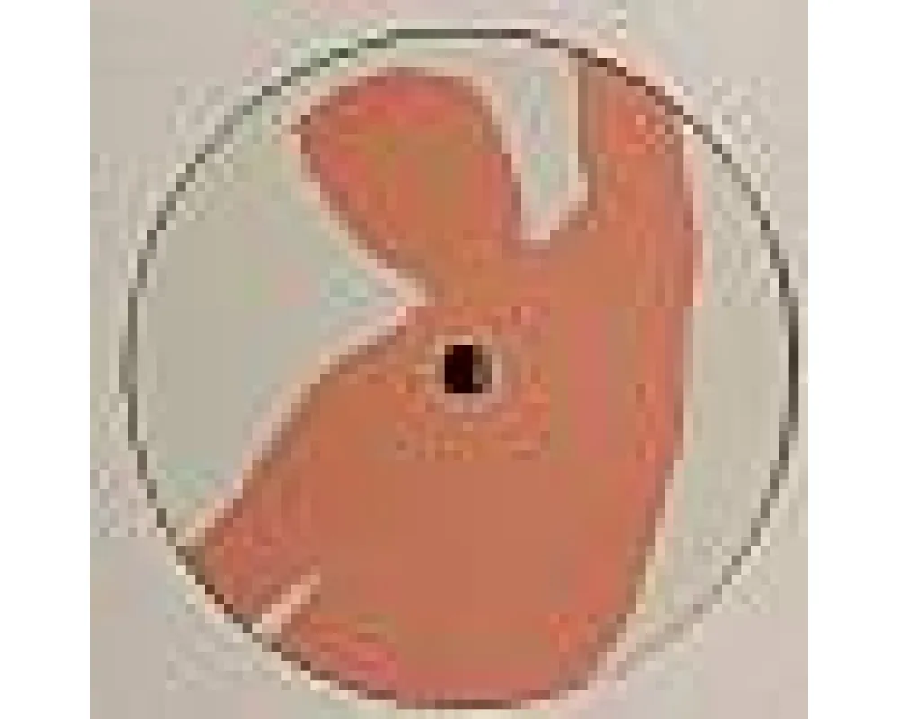 Rose - Anthony Collins - Macadame Shamanbo - Bricolage
