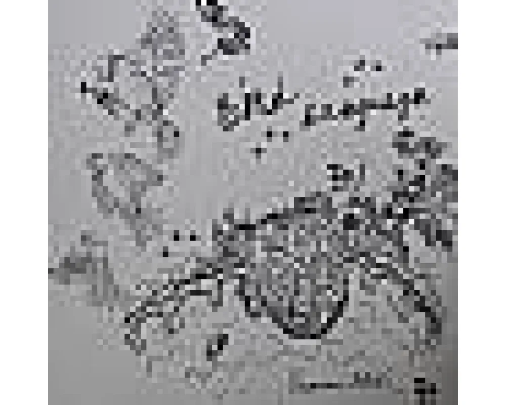 Various - Bird Language
